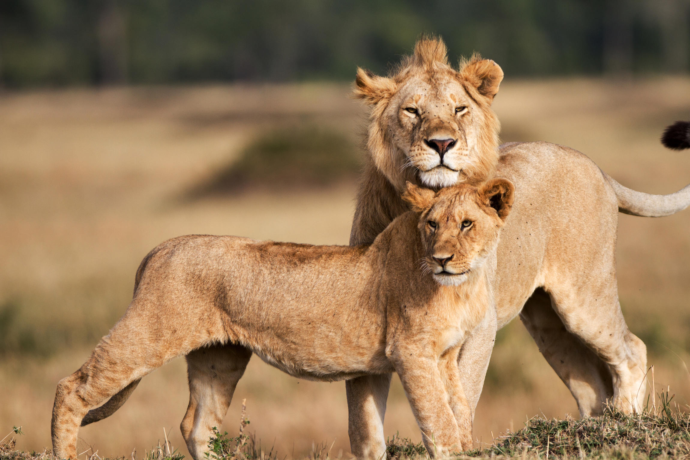 La saga de la troupe du marais racontée dans « Le Règne des lions du Masaï Mara »